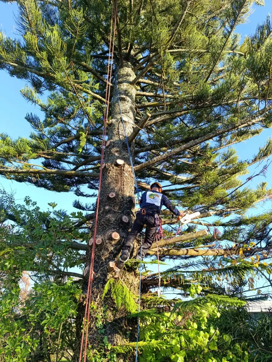 Prana Tree climber on a Norfolk pine